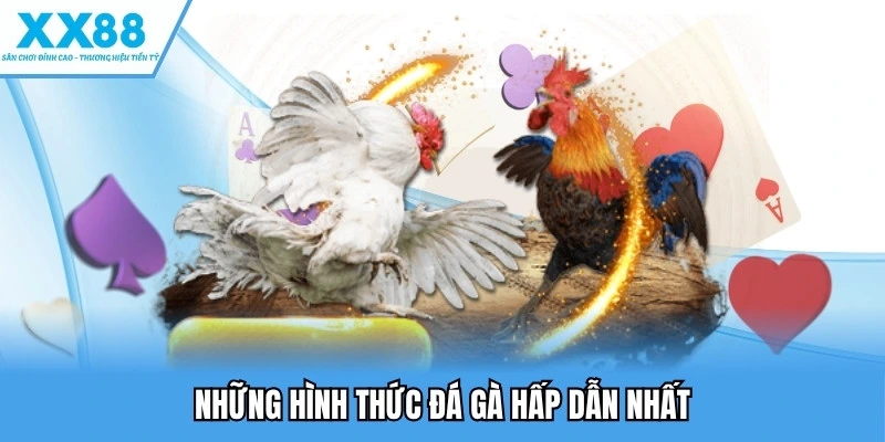 Đá gà XX88 3 Những hình thức đá gà hấp dẫn nhất