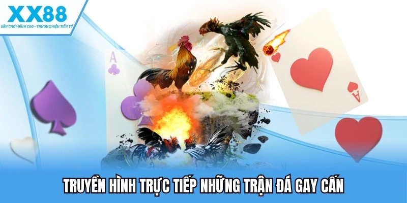 Đá gà XX88 4 Truyền hình trực tiếp những trận đá gay cấn